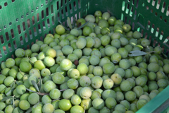 Arranca la campaa 2017/18 de la Aceituna Alorea de Mlaga